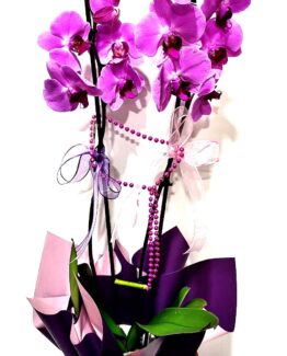 Asaletli Mor 2 Dal Orkide