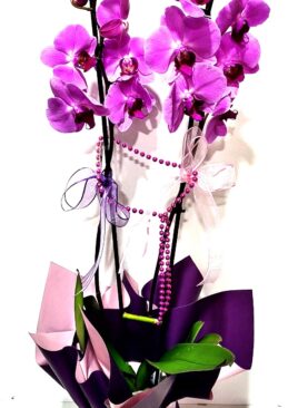 Asaletli Mor 2 Dal Orkide