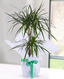 2'li drecenia margarita