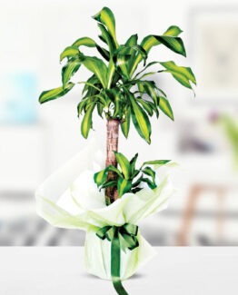 2'li yucca masengena