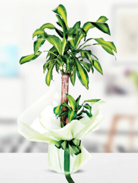 2'li yucca masengena