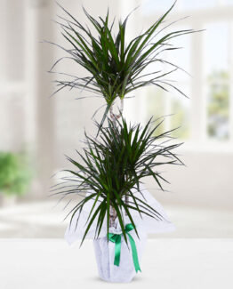 3'lü drecenia margarita