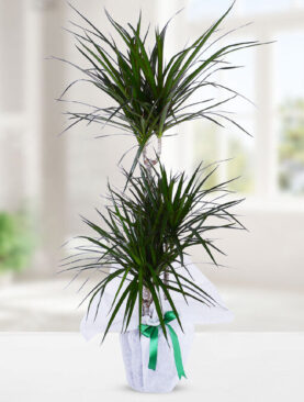 3'lü drecenia margarita