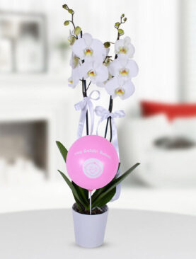 2 dal beyaz orkide