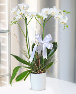 Seramik Saksıda Çift Dal Beyaz Orkide