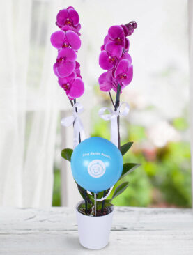 2 dal mor orkide