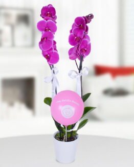 2 dal mor orkide pembe balon