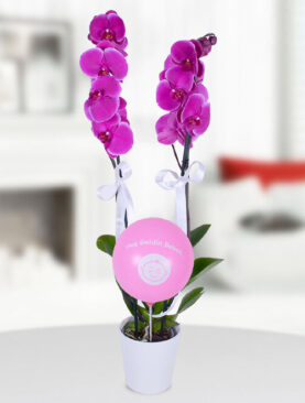 2 dal mor orkide pembe balon