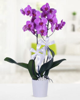 2 dal mor orkide seramik