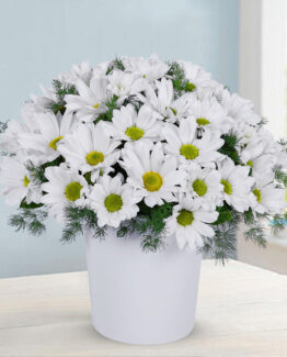 beyaz papatya seramik