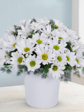 beyaz papatya seramik